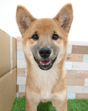 animal_image