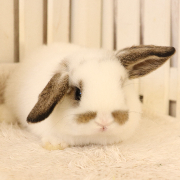 animal_image