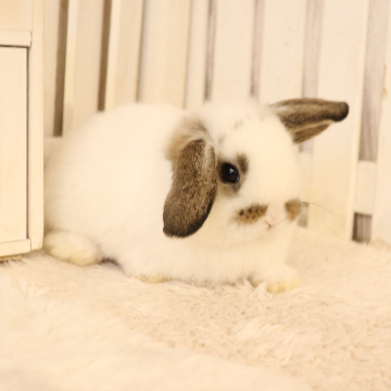animal_image