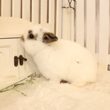 animal_image