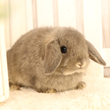 animal_image