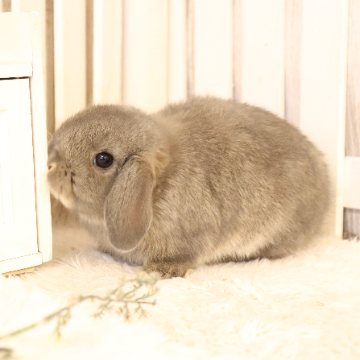 animal_image
