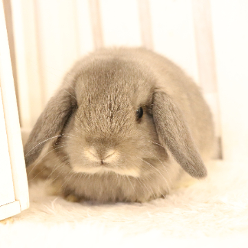 animal_image