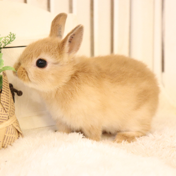 animal_image