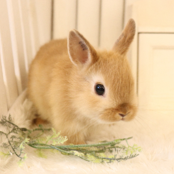 animal_image