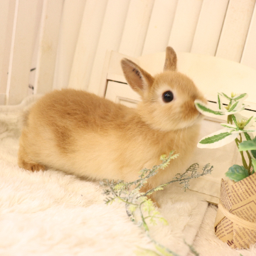 animal_image