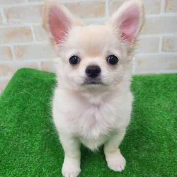 animal_image