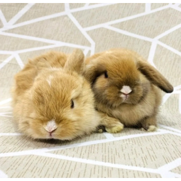 animal_image