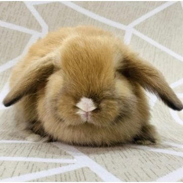 animal_image