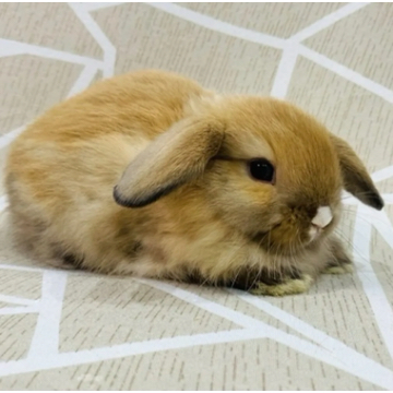 animal_image
