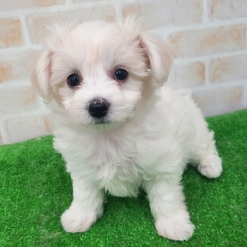 animal_image
