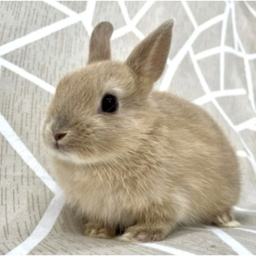 animal_image