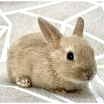animal_image