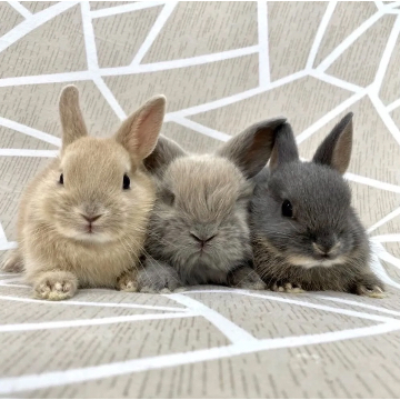 animal_image