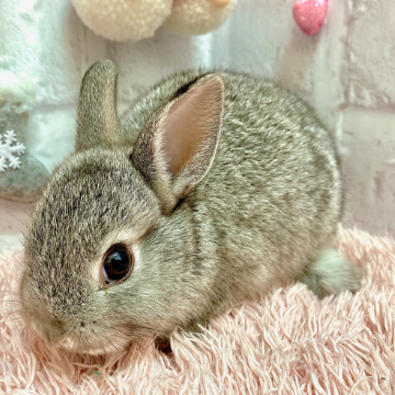 animal_image