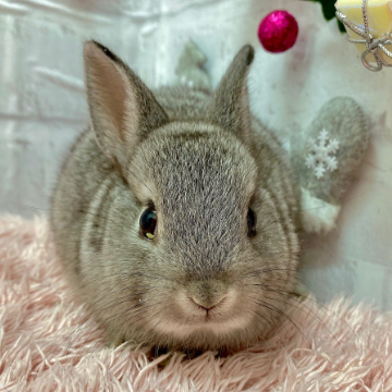 animal_image