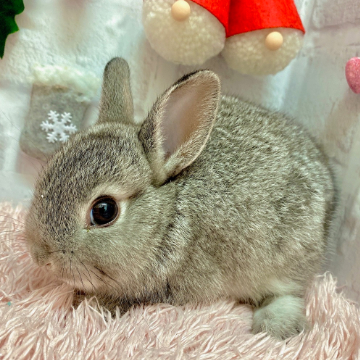 animal_image