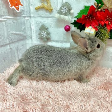 animal_image