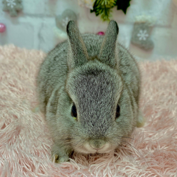 animal_image