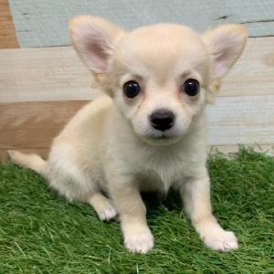 animal_image
