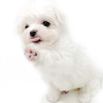 animal_image