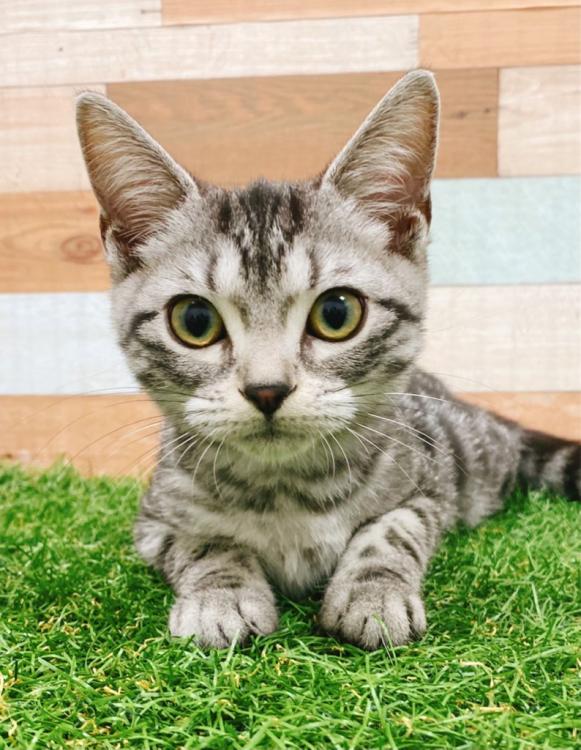 animal_image