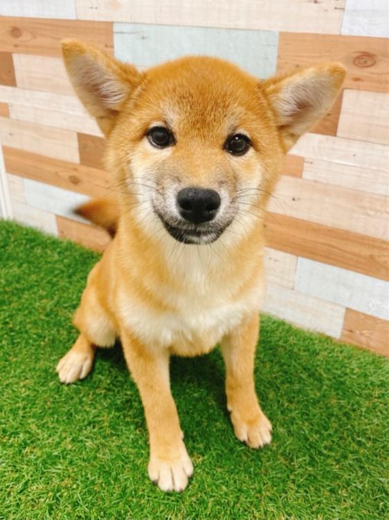 animal_image