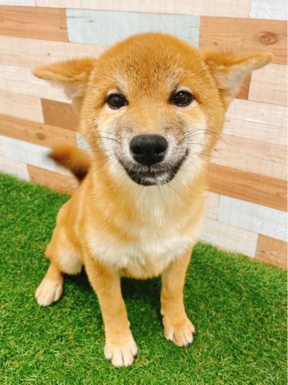 animal_image
