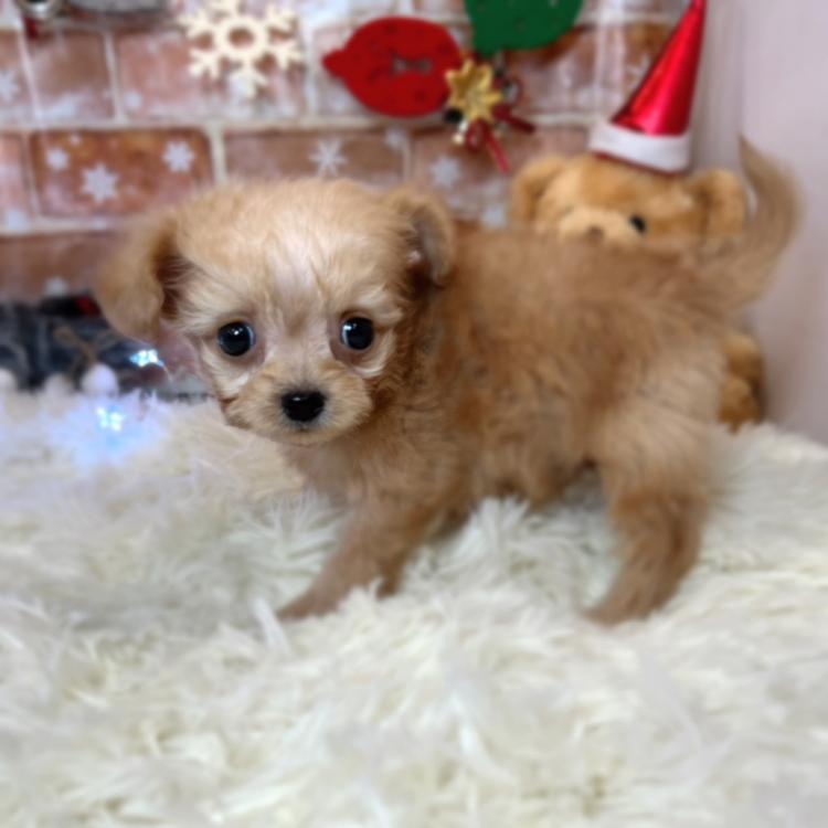 animal_image