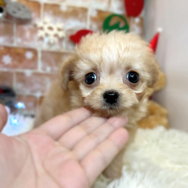 animal_image