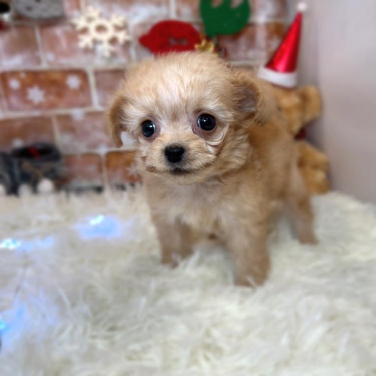 animal_image