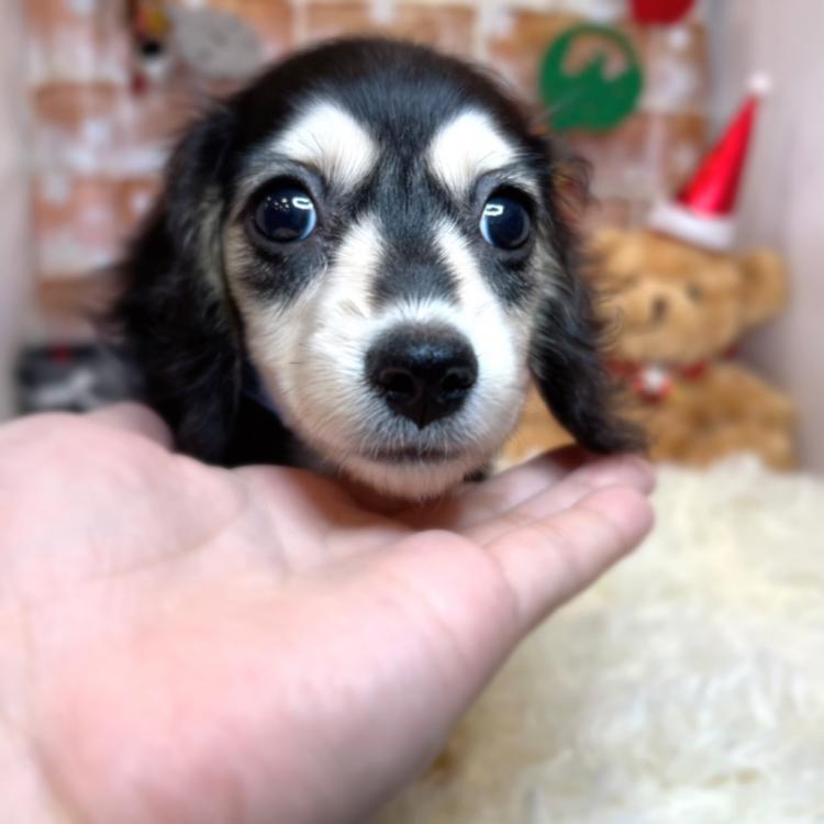animal_image