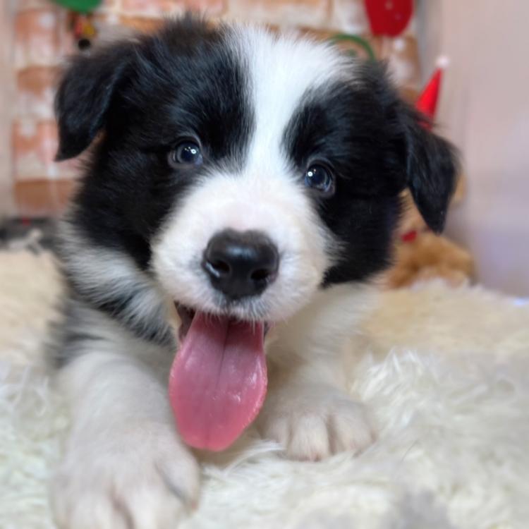 animal_image