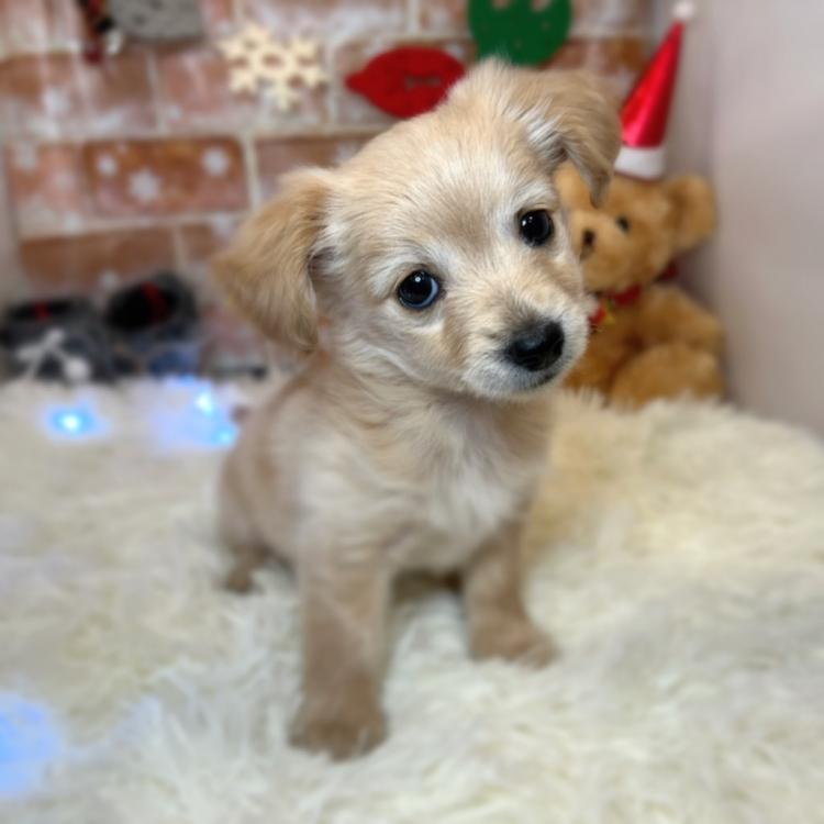 animal_image