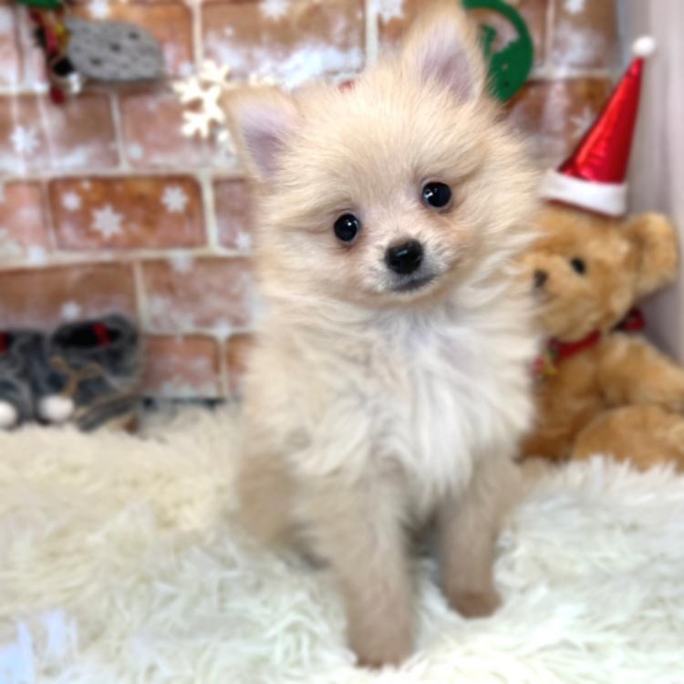 animal_image