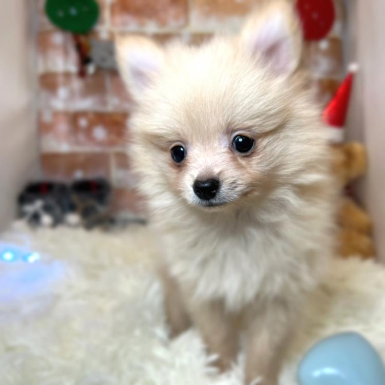 animal_image