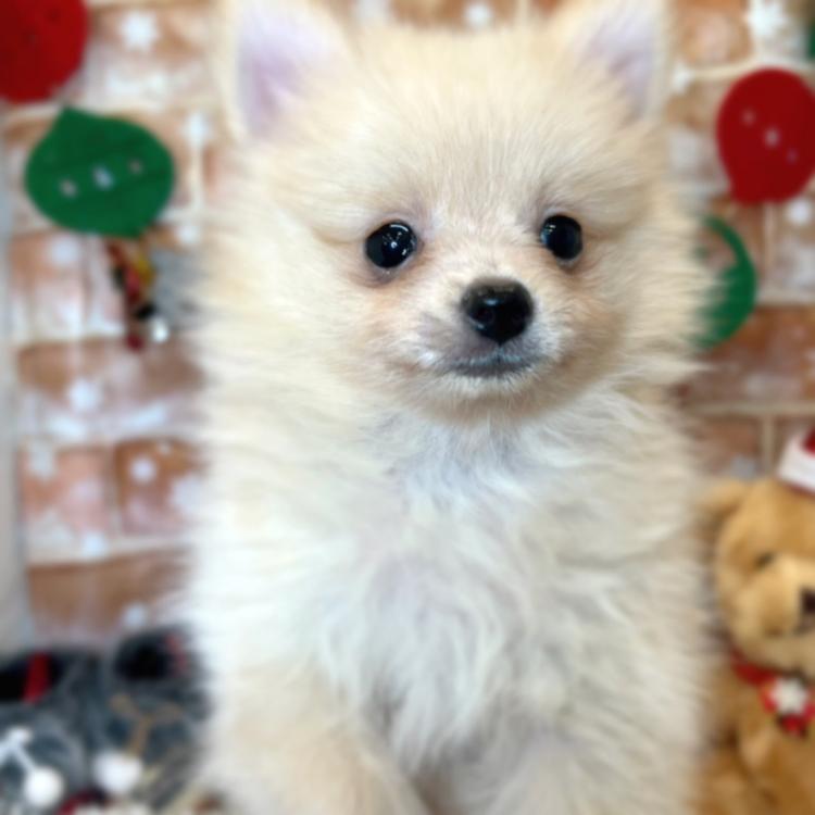 animal_image