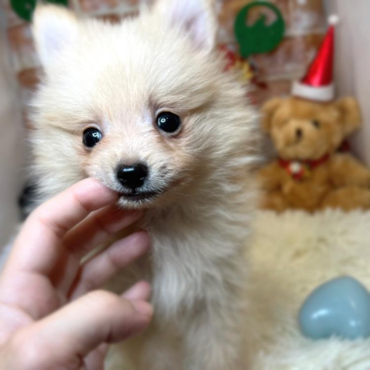 animal_image