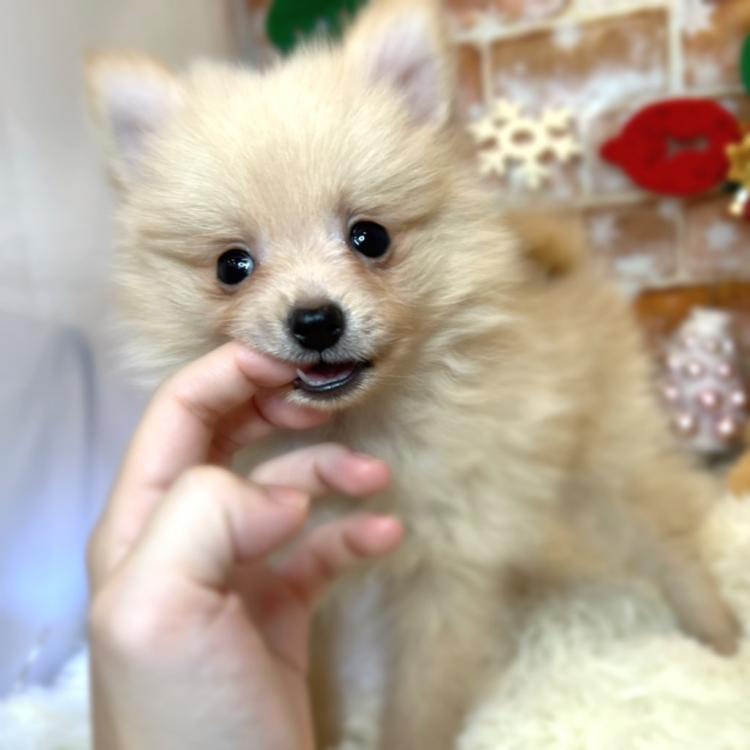 animal_image