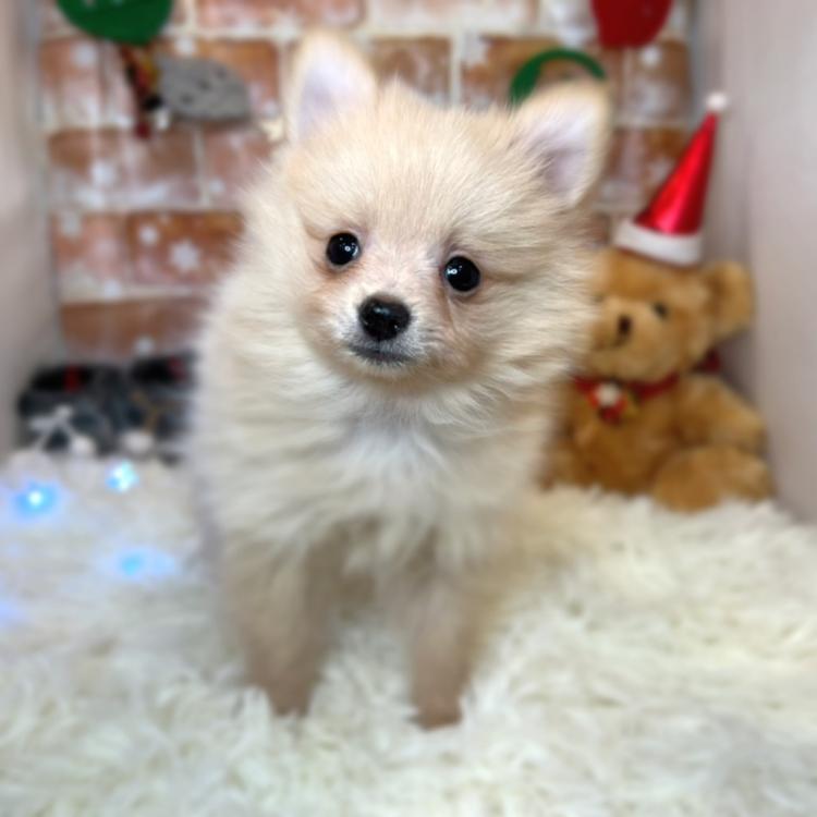 animal_image