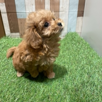 animal_image
