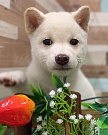 animal_image