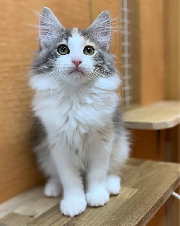 animal_image