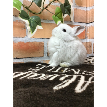animal_image