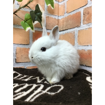 animal_image