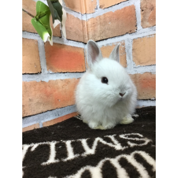 animal_image