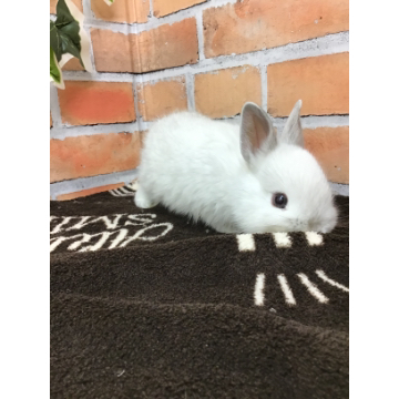 animal_image