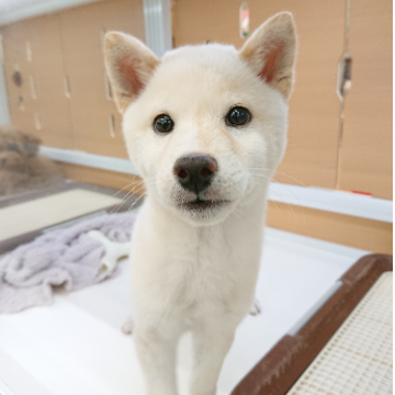 animal_image