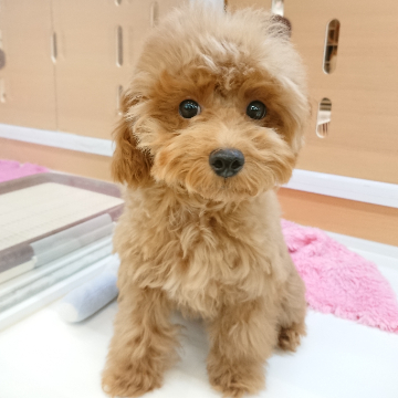 animal_image