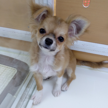 animal_image